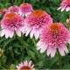 Echinacea-Jeżówka-Butterfly Kisses