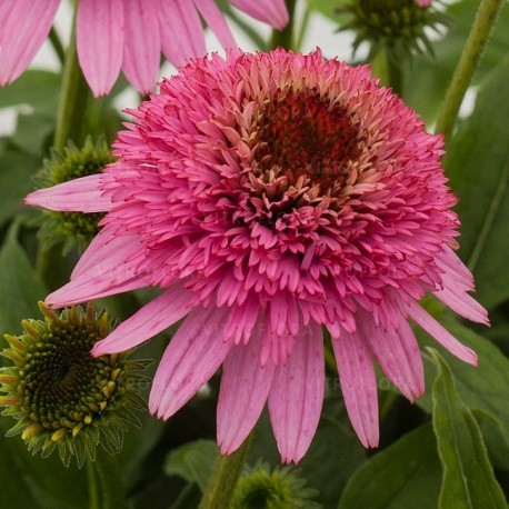 Echinacea-Jeżówka-Butterfly Kisses