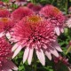Echinacea-Jeżówka-Butterfly Kisses