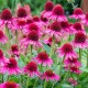 Echinacea-Jeżówka-Delicious Candy