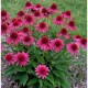 Echinacea-Jeżówka-Delicious Candy