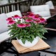 Echinacea-Jeżówka-Delicious Candy