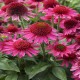 Echinacea-Jeżówka-Delicious Candy