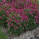 Echinacea-Jeżówka-Delicious Candy