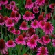 Echinacea-Jeżówka-Delicious Candy
