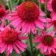 Echinacea-Jeżówka-Delicious Candy