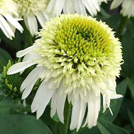 Echinacea-Jeżówka-Delicious Nougat