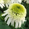 Echinacea-Jeżówka-Delicious Nougat (pyszny Nugat)