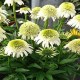 Echinacea-Jeżówka-Delicious Nougat
