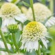 Echinacea-Jeżówka-Delicious Nougat