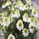 Echinacea-Jeżówka-Delicious Nougat
