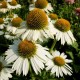 Echinacea-Jeżówka-Meditation White