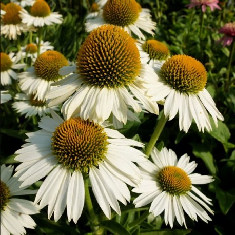 Echinacea-Jeżówka-Meditation White