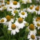 Echinacea-Jeżówka-Meditation White