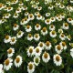 Echinacea-Jeżówka-Meditation White