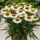 Echinacea-Jeżówka-Meditation White