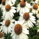 Echinacea-Jeżówka-Meditation White