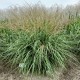 MISKANTHUS GANSU (miskant)