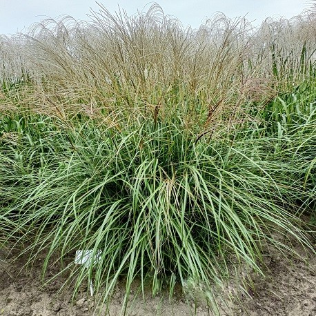 MISKANTHUS GANSU (miskant)