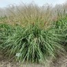 MISKANTHUS GANSU (miskant)