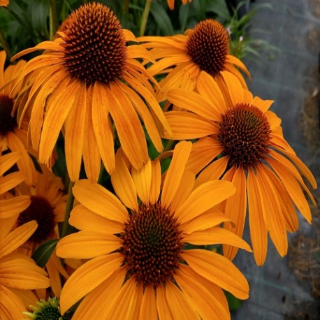 Echinacea-Jeżówka-Skipper Honey