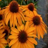 Echinacea-Jeżówka-Skipper Honey (miodowa)