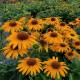Echinacea-Jeżówka-Skipper Honey