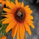 Echinacea-Jeżówka-Skipper Honey