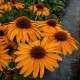 Echinacea-Jeżówka-Skipper Honey