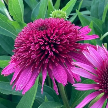 Echinacea-Jeżówka-Blueberry Cheesecake