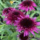 Echinacea-Jeżówka-Blueberry Cheesecake