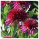 Echinacea-Jeżówka-Blueberry Cheesecake