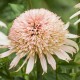 Echinacea-Jeżówka-Cherry Fluff
