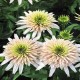 Echinacea-Jeżówka-Cherry Fluff