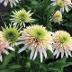 Echinacea-Jeżówka-Cherry Fluff