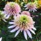 Echinacea-Jeżówka-Cherry Fluff