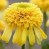 Echinacea-Jeżówka-Lemon Drop (kropla cytryny)