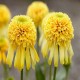 Echinacea-Jeżówka-Lemon Drop
