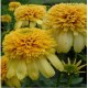 Echinacea-Jeżówka-Lemon Drop