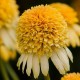 Echinacea-Jeżówka-Lemon Drop