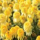 Echinacea-Jeżówka-Lemon Drop