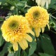 Echinacea-Jeżówka-Lemon Drop