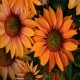 Echinacea-Jeżówka-Prima Ginger (imbirowa)