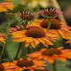 Echinacea-Jeżówka-Prima Ginger