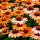 Echinacea-Jeżówka-Prima Ginger