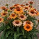 Echinacea-Jeżówka-Prima Ginger