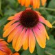 Echinacea-Jeżówka-Rainbow Marcella (tęczowa Marcela)