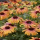 Echinacea-Jeżówka-Rainbow Marcella