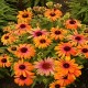 Echinacea-Jeżówka-Rainbow Marcella
