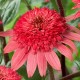 Echinacea-Jeżówka-Raspberry Truffle